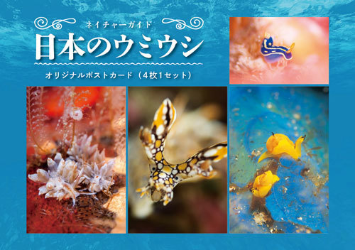 ウミウシPC.jpg