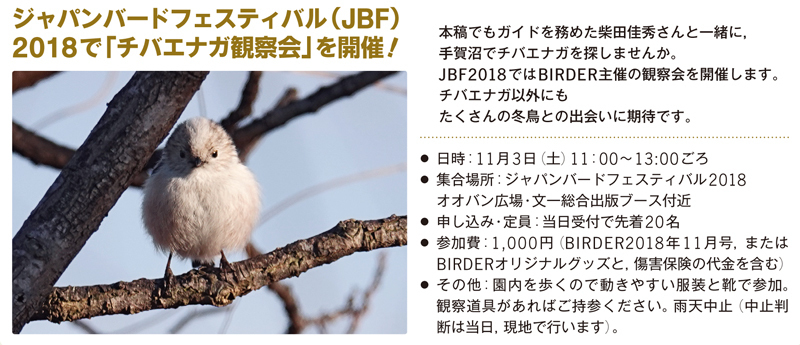 チバエナガ観察会.jpg
