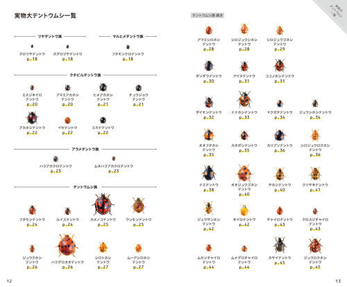テントウムシ1.jpg