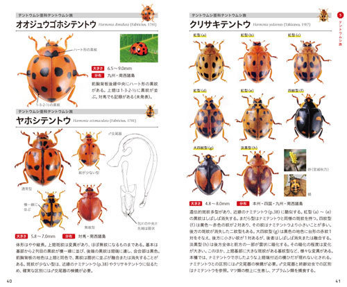 テントウムシ2.jpg
