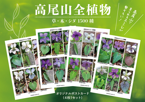 高尾山PC3.jpg