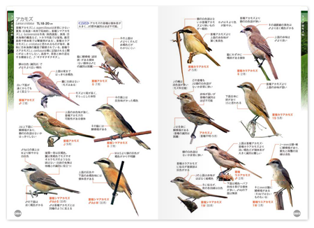 鳥くんの比べて識別 野鳥図鑑670 文一総合出版の書籍案内