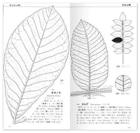 アウトレットクーポン 原寸イラストによる 落葉図鑑/吉山寛著 石川