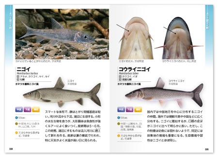 ポケット図鑑 日本の淡水魚258 文一総合出版の書籍案内