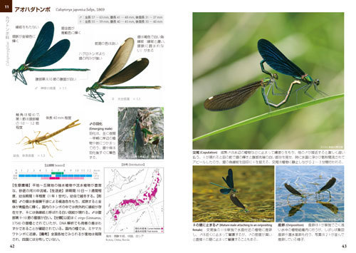 ネイチャーガイド 日本のトンボ 文一総合出版の書籍案内