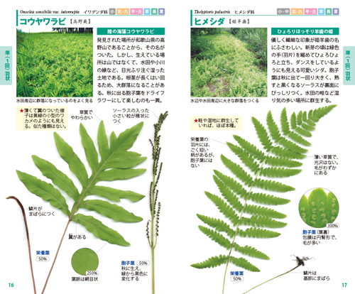 シダハンドブック 文一総合出版の書籍案内