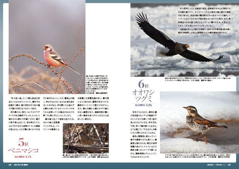 BIRDER（バーダー）2022年1月号「新春 見たい鳥総選挙」: 文一