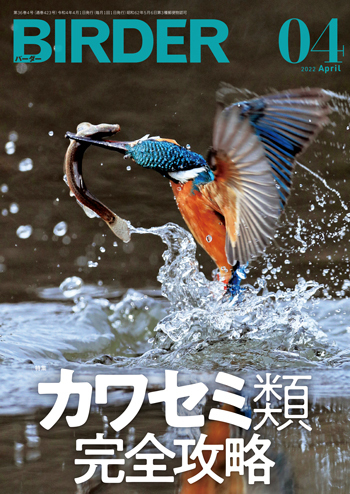 BIRDER（バーダー）2022年4月号「カワセミ類 完全攻略」: 文一総合出版