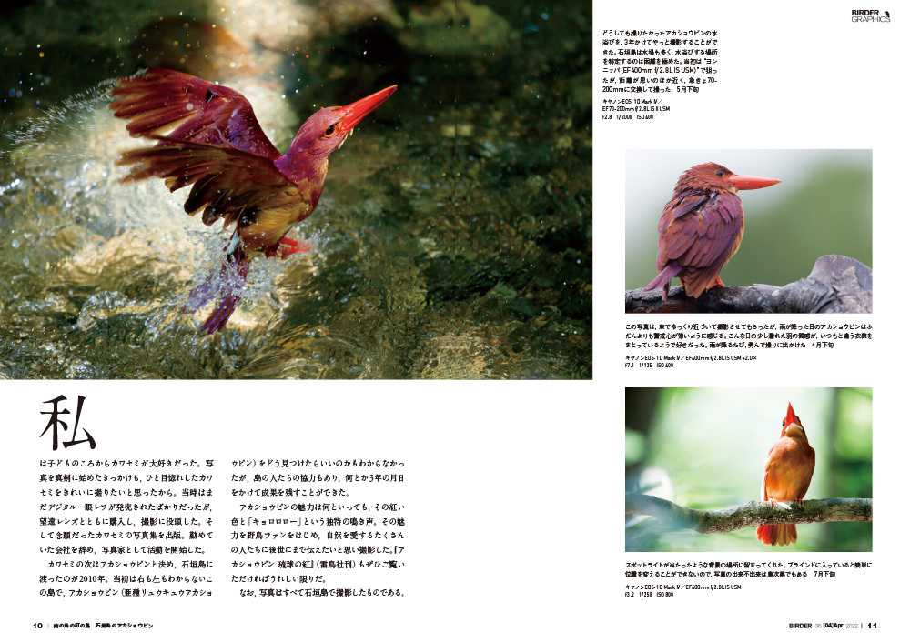 BIRDER（バーダー）2022年4月号「カワセミ類 完全攻略」: 文一総合出版