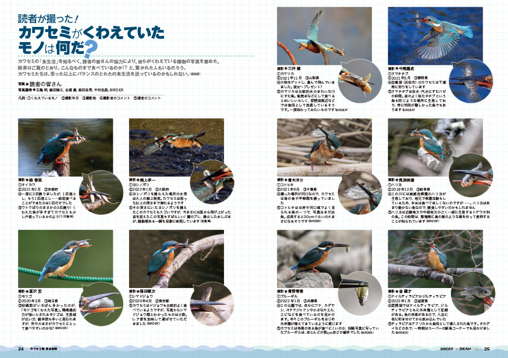 BIRDER（バーダー）2022年4月号「カワセミ類 完全攻略」: 文一総合出版