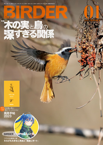 BIRDER（バーダー）2023年1月号「木の実と鳥の深すぎる関係」: 文一