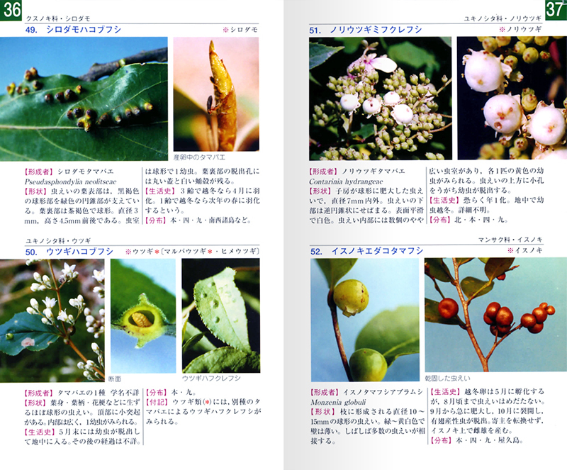 2178-4_36-37L.jpg