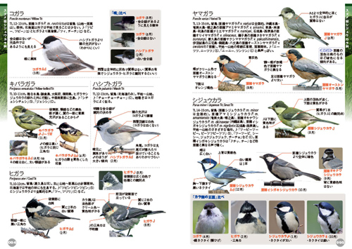 鳥くんの比べて識別 野鳥図鑑670 第3版 文一総合出版の書籍案内