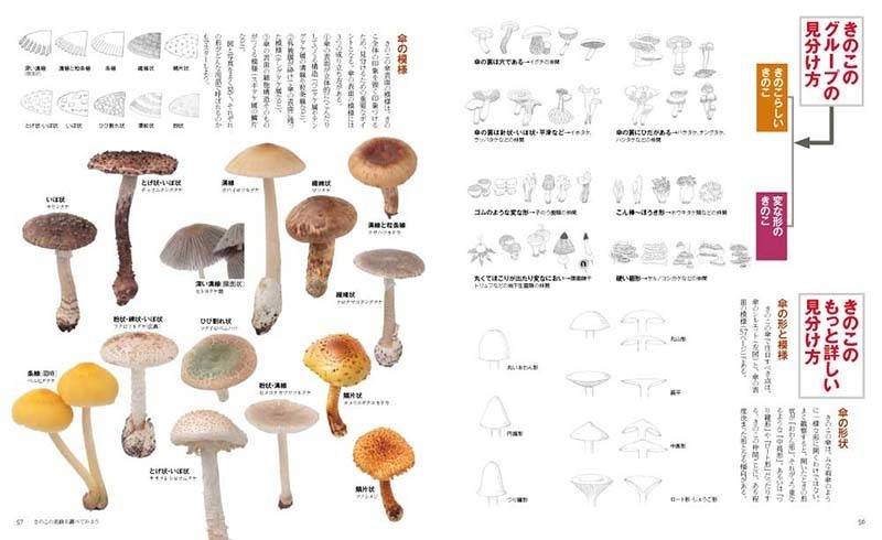 生きもの好きの自然ガイド このは No 11 きのこの世界はなぞだらけ 文一総合出版の書籍案内