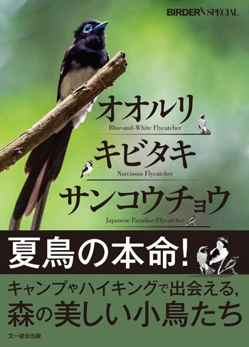 オオルリ・キビタキ・サンコウチョウ - Blue-and-White Flycatcher, Narcissus Flycatcher, Japanese Paradise Flycatcher
