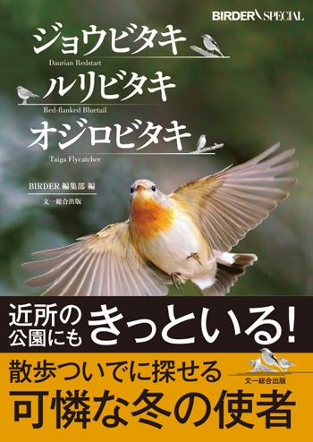 ジョウビタキ・ルリビタキ・オジロビタキ - Daurian redstart, Red-flanked bluetail, Red-breasted Flycatcher