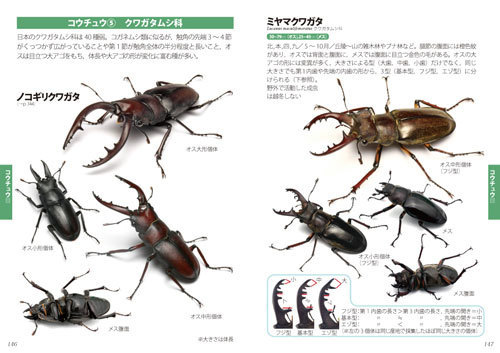 ポケット図鑑 日本の昆虫1400 ②トンボ・コウチュウ・ハチ: 文一総合