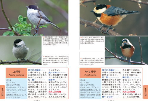 ポケット図鑑 日本の鳥300 改訂版: 文一総合出版の書籍案内