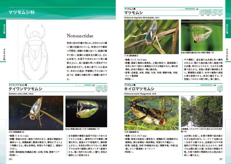 ネイチャーガイド 日本の水生昆虫: 文一総合出版の書籍案内