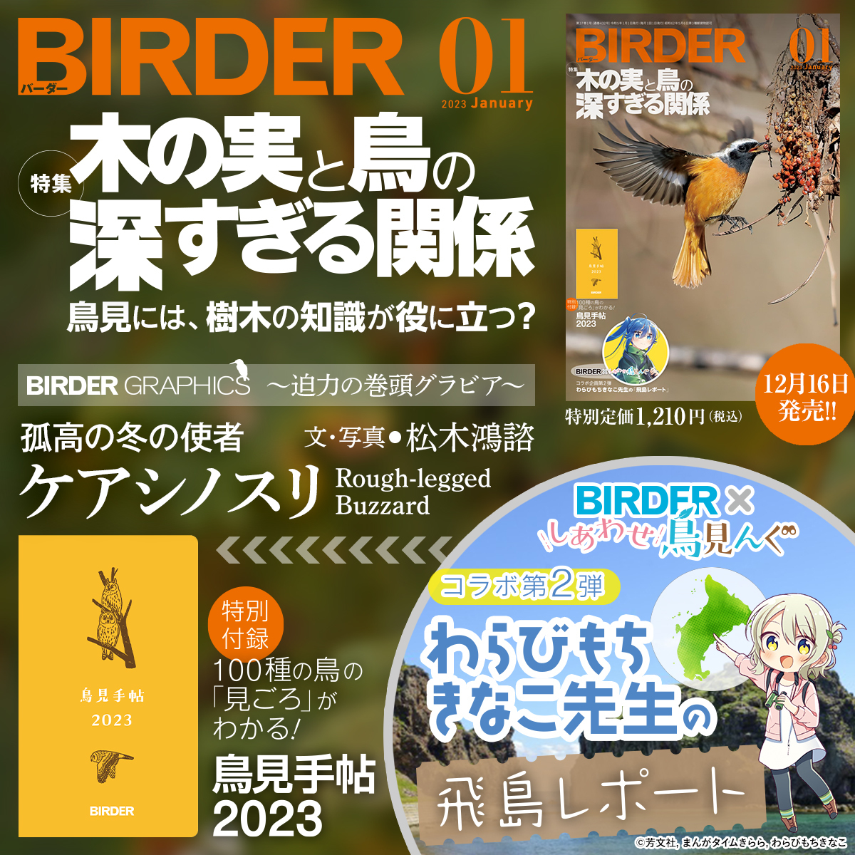 BIRDER 2023年9月号　バーダー