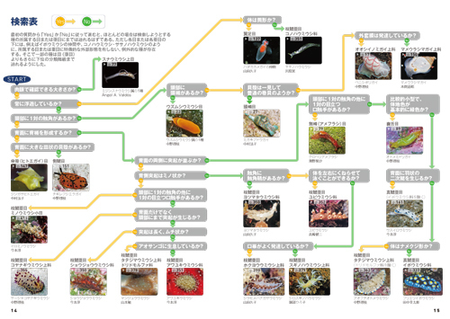 ウミウシ1.jpg