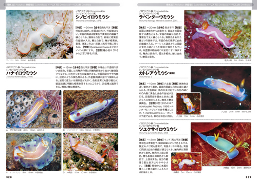 ウミウシ2.jpg