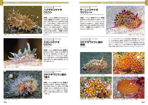 ウミウシ3.jpg