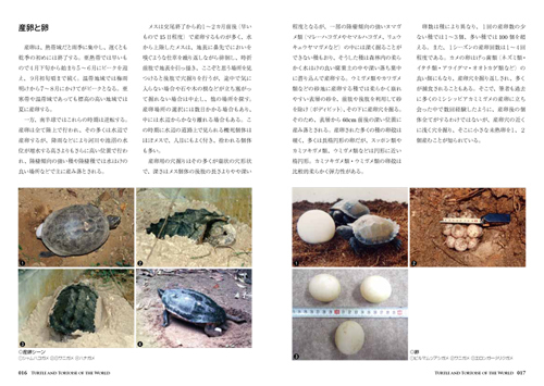 世界のカメ1.jpg