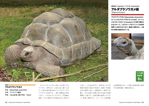 世界のカメ2.jpg