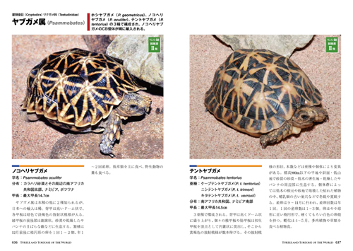 世界のカメ3.jpg