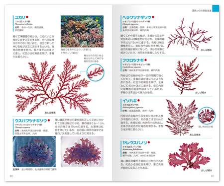 海藻2.png