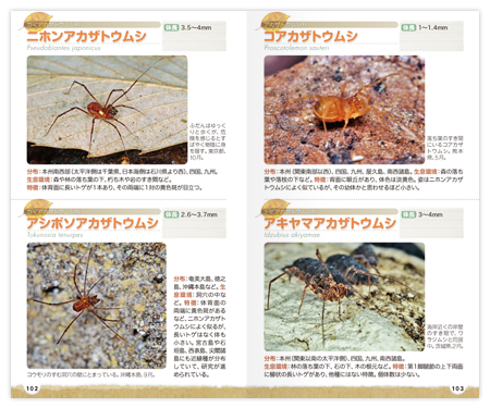 落ち葉の下2.png