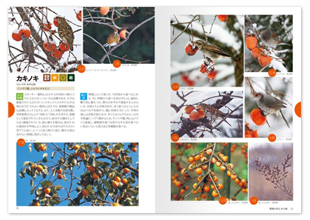 野鳥と木の実2.png