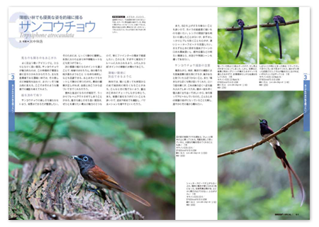 野鳥撮影1.png