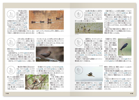 鳴き声2.png