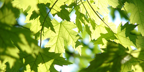leaves.jpg