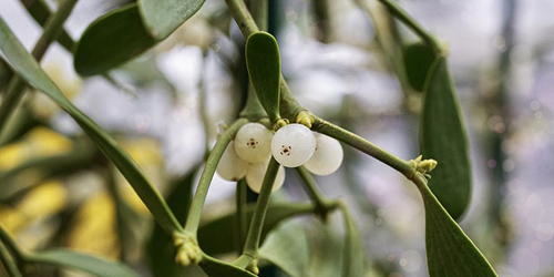 mistletoe.jpg